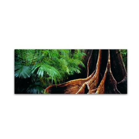 David Evans 'Rainforest Fig-Qld' Canvas Art,8x24